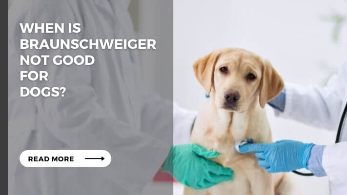 When Is braunschweiger Not Good  for  Dogs