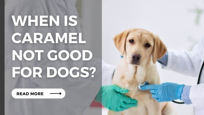 When Is caramel Not Good for Dogs