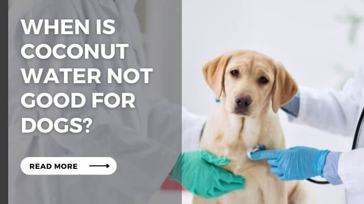 When Is coconut water Not Good for Dogs