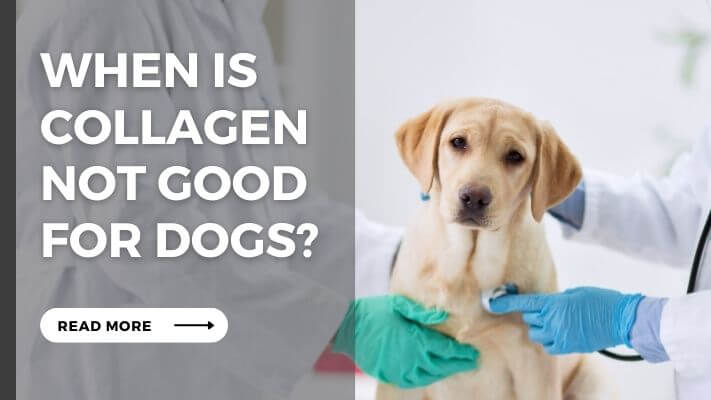 When Is collagen Not Good for Dogs