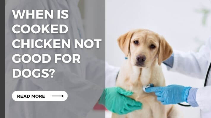 When Is cooked chicken Not Good for Dogs