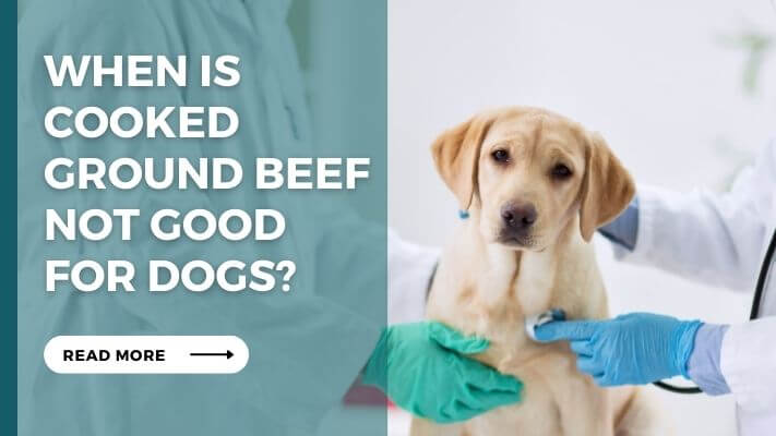 When Is cooked ground beef Not Good for Dogs