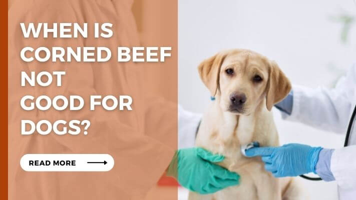 When Is corned beef Not Good for Dogs