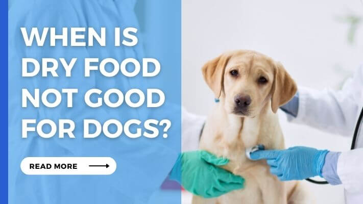 When Is dry food Not Good for Dogs