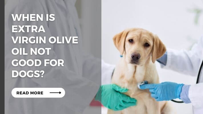 When Is Extra Virgin Olive Oil Not Good for Dogs