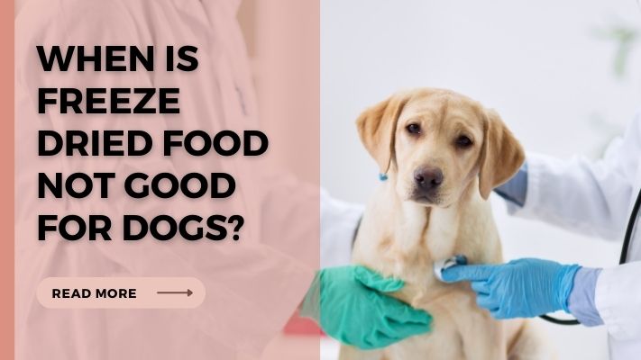 When Is freeze dried food Not Good for Dogs