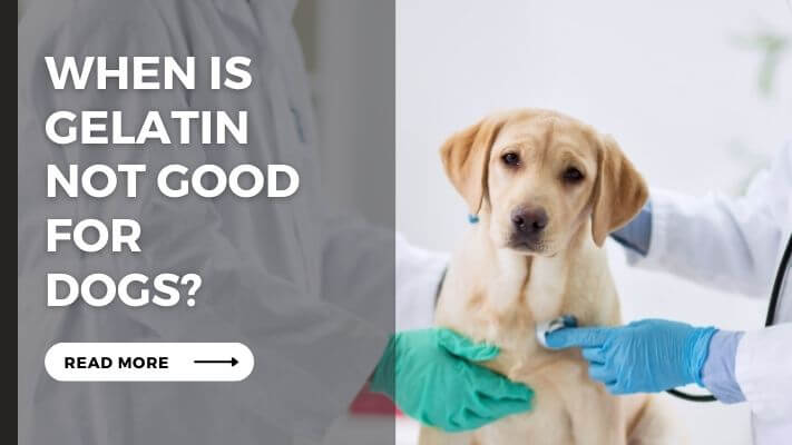 When Is Gelatin Not Good for Dogs