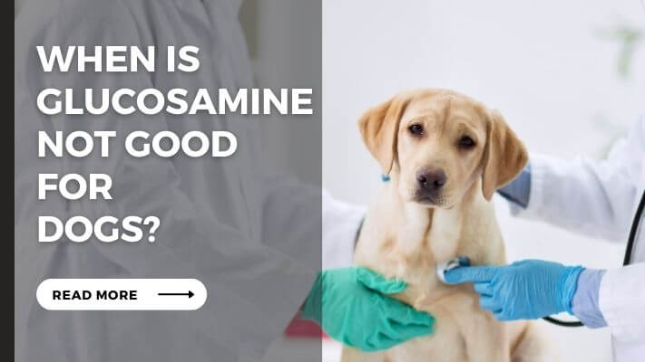 When Is Glucosamine Not Good for Dogs
