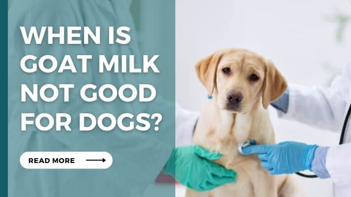 When Is goat milk Not Good for Dogs