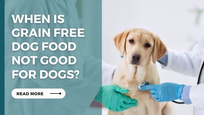 When Is grain free dog food Not Good for Dogs