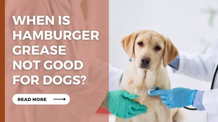 When Is Hamburger Grease Not Good for Dogs