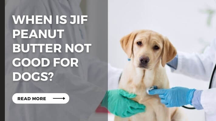 When Is jif peanut butter Not Good for Dogs