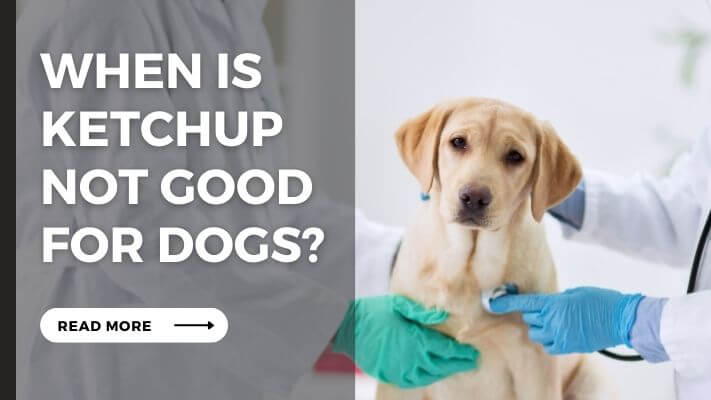 When Is ketchup Not Good for Dogs