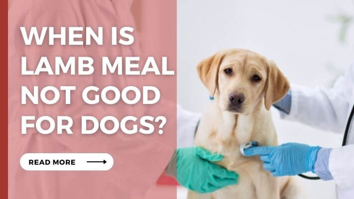 When Is lamb meal Not Good for Dogs