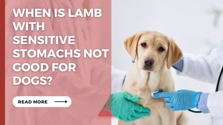 When Is lamb with sensitive stomachs Not Good for Dogs