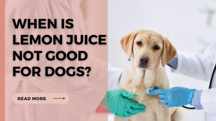 When Is lemon juice Not Good for Dogs