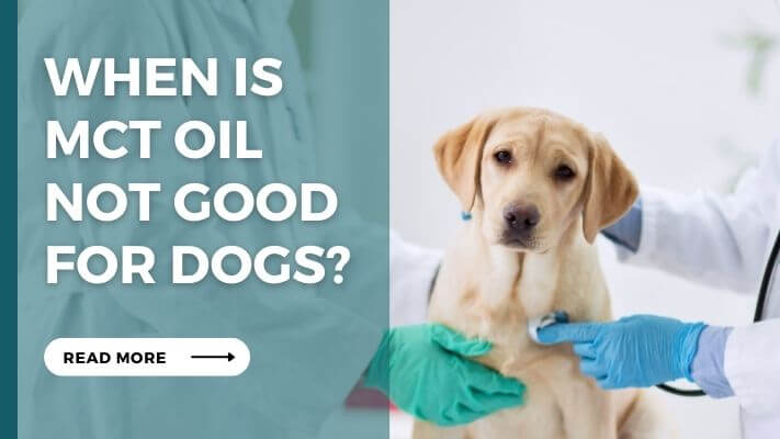 When Is mct oil Not Good for Dogs