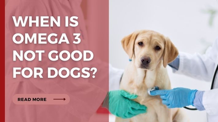 When Is omega 3 Not Good for Dogs