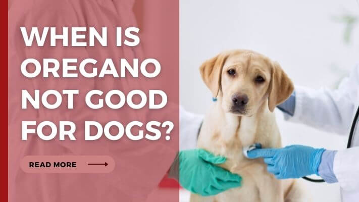 When Is oregano Not Good for Dogs