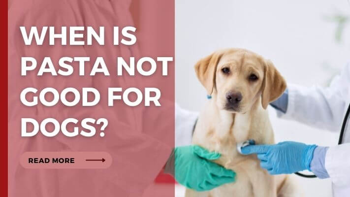 When Is pasta Not Good for Dogs