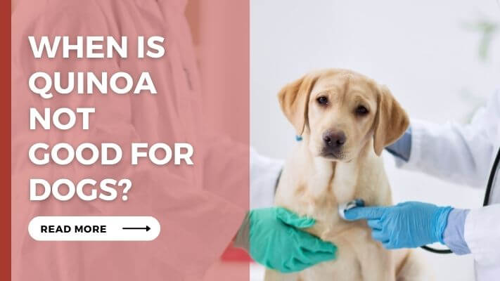 When Is Quinoa Not Good for Dogs