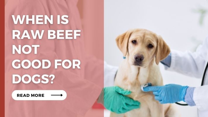 When Is raw beef Not  Good for Dogs