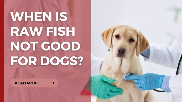 When Is raw fish Not Good for Dogs