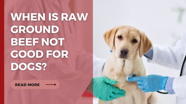 When Is raw ground beef Not Good for Dogs