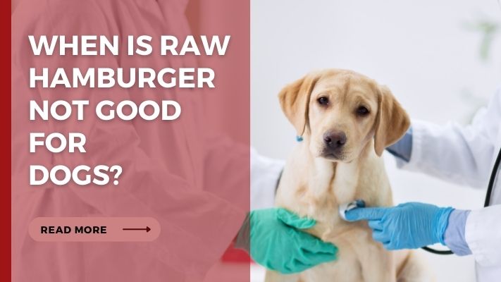 When Is raw hamburger Not Good for  Dogs