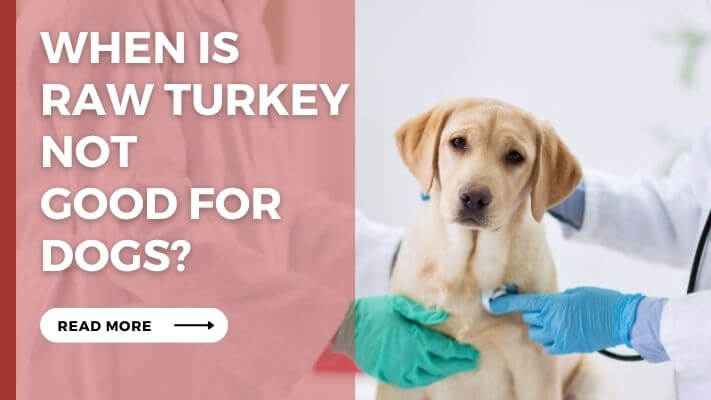 When Is raw turkey Not  Good for Dogs