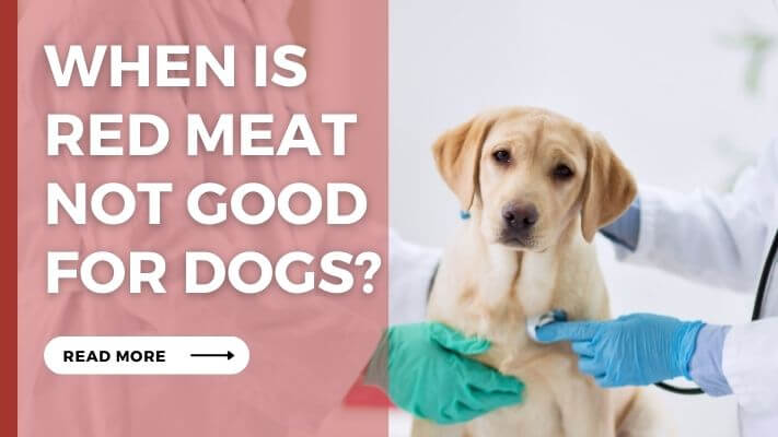 When Is red meat Not Good for Dogs