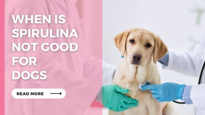 When Is Spirulina Not Good for Dogs