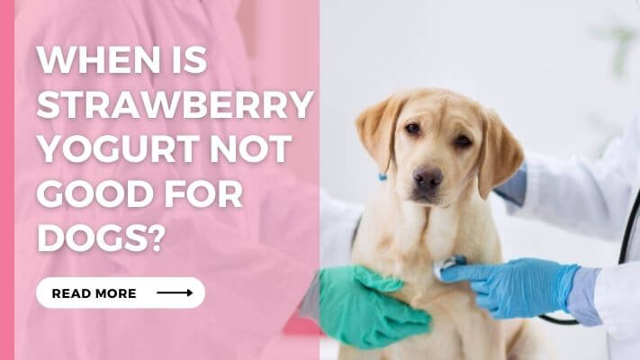 When Is Strawberry Yogurt Not Good for Dogs