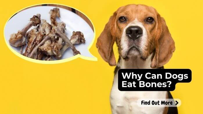 Why Can Dogs Eat Bones