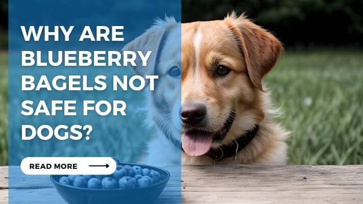 Why are Blueberry Bagels Not Safe for Dogs