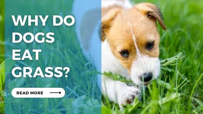 Why do Dogs Eat Grass