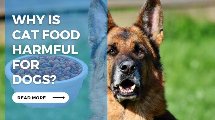 Why is Cat Food Harmful for Dogs