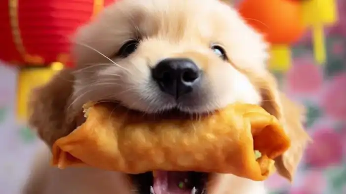 Can Dogs Eat Eggrolls?