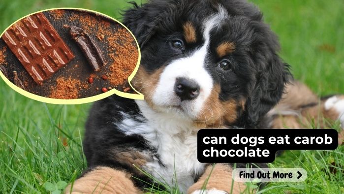 can dogs eat carob chocolate