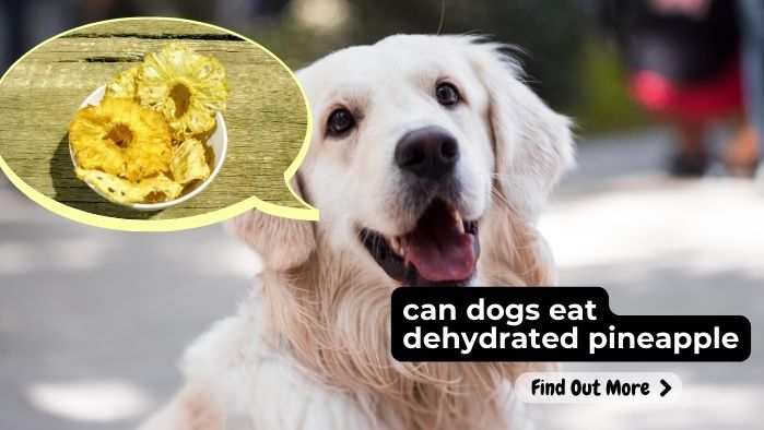 can dogs eat dehydrated pineapple