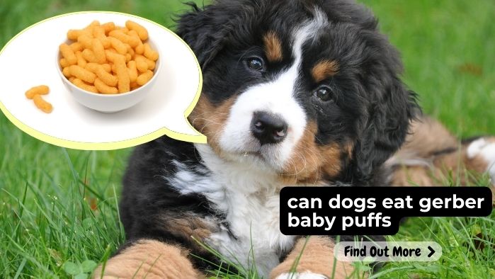 can dogs eat gerber baby puffs