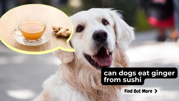 can dogs eat ginger from sushi