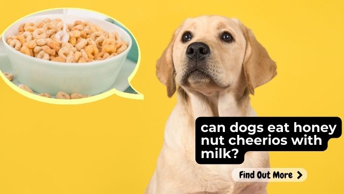 can dogs eat honey nut cheerios with milk?