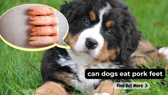 can dogs eat pork feet