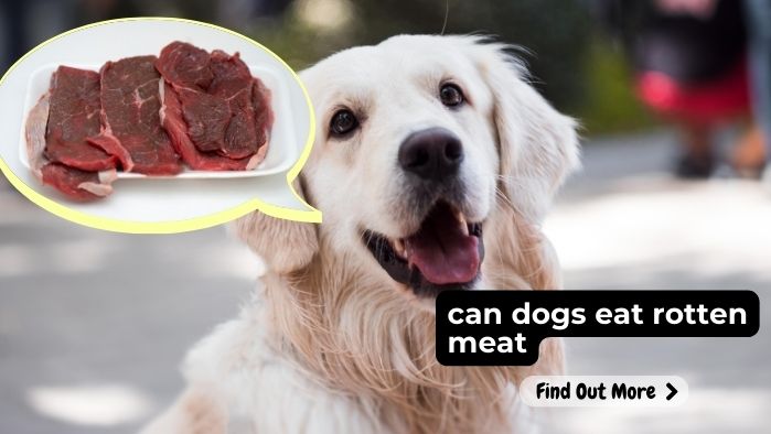 can dogs eat rotten meat