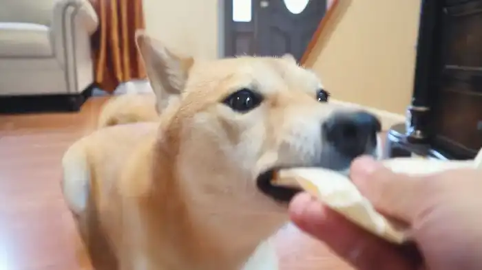 Featured image for Can Dogs Eat Quesadillas?