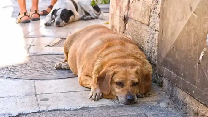 Obesity in dogs on having Marmalade