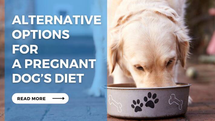 Alternative Options for a Pregnant Dog’s Diet