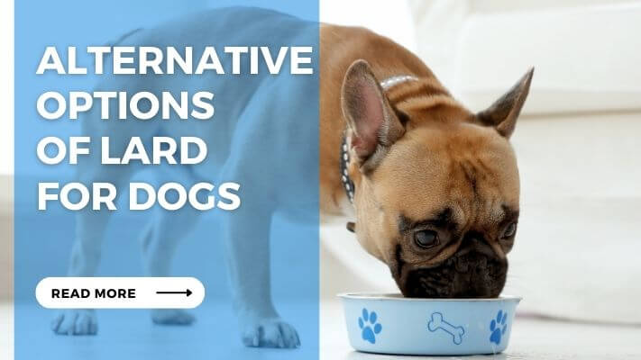 Alternative Options of Lard for Dogs