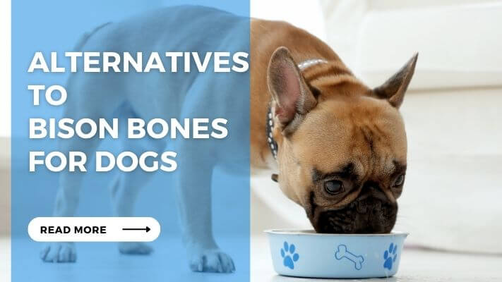 Alternatives to Bison Bones for Dogs